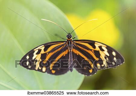 "Heliconius xanthocles butterfly, sitting on leaf, captive, Munich" View Large Photo Image Stock Photography - "Heliconius xanthocles butterfly, sitting on leaf, captive, Munich". Fotosearch