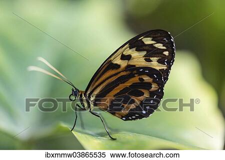 "Heliconius xanthocles butterfly, sitting on leaf, captive, Munich" View Large Photo Image Stock Photography - "Heliconius xanthocles butterfly, sitting on leaf, captive, Munich". Fotosearch