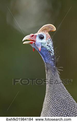 "Helmeted guinea-fowl (Numida meleagris), Wilderness National Park, South Africa, Africa" View Large Photo Image Picture - "Helmeted guinea-fowl (Numida meleagris), Wilderness National Park, South Africa, Africa". Fotosearch