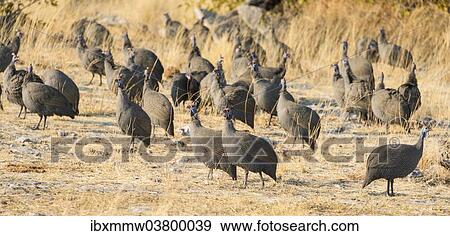 "Helmeted Guineafowl (Numida meleagris), Etosha National Park, Namibia, Africa" View Large Photo Image Stock Photo - "Helmeted Guineafowl (Numida meleagris), Etosha National Park, Namibia, Africa". Fotosearch