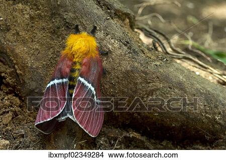 Picture - "Hemileucine Giant Silkmoth (Pseudodirphia menander), Monteverde, Puntarenas Province, Costa Rica, Central America, North America". Fotosearch