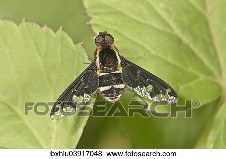 "Hemipenthes maura fly (Hemipenthes maura), Baden-Wurttemberg, Germany, Europe" View Large Photo Image Stock Photo - "Hemipenthes maura fly (Hemipenthes maura), Baden-Wurttemberg, Germany, Europe". Fotosearch