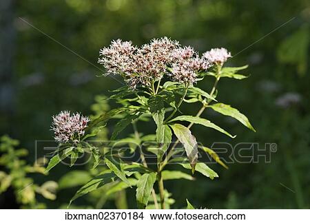 "Hemp-agrimony (Eupatorium cannabinum), Limestone Alps National Park, Upper Austria, Austria, Europe" View Large Photo Image Picture - "Hemp-agrimony (Eupatorium cannabinum), Limestone Alps National Park, Upper Austria, Austria, Europe". Fotosearch