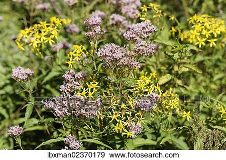 "Hemp-agrimony (Eupatorium cannabinum) and Wood Ragwort (Senecio ovatus), Limestone Alps National Park, Upper Austria, Austria, Europe" View Large Photo Image Stock Photo - "Hemp-agrimony (Eupatorium cannabinum) and Wood Ragwort (Senecio ovatus), Limestone Alps National Park, Upper Austria, Austria, Europe". Fotosearch