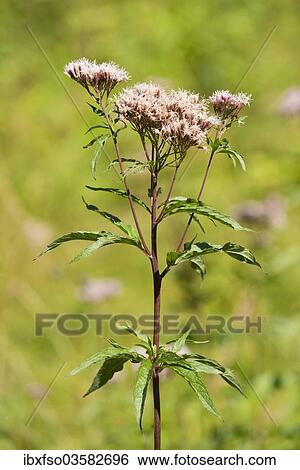 "Hemp-agrimony (Eupatorium cannabinum), flower, Jena, Thuringia, Germany, Europe" View Large Photo Image Stock Photograph - "Hemp-agrimony (Eupatorium cannabinum), flower, Jena, Thuringia, Germany, Europe". Fotosearch