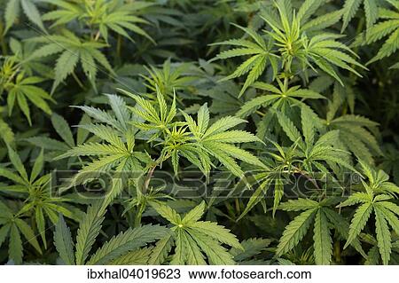 "Hemp (Cannabis), Nepal, Asia" View Large Photo Image Stock Image - "Hemp (Cannabis), Nepal, Asia". Fotosearch
