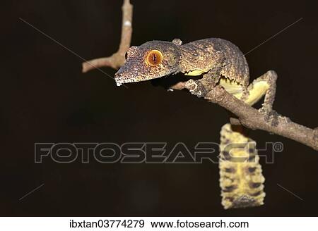 Stock Photo - "Henkel's Leaf-tailed Gecko or Frilled Leaf-tail Gecko (Uroplatus henkeli), Daraina, Madagascar, Africa". Fotosearch