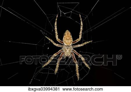 "Hentz? ÇÖs orbweaverr (Neoscona crucifera), Tambopata National Reserve, Madre de Dios region, Peru, South America" View Large Photo Image Stock Image - "Hentz? ÇÖs orbweaverr (Neoscona crucifera), Tambopata National Reserve, Madre de Dios region, Peru, South America". Fotosearch