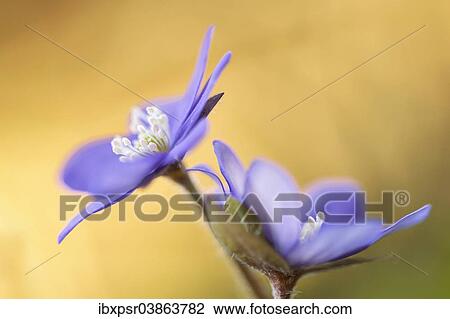 Stock Image - "Hepatica (Hepatica nobilis), Tyrol, Austria, Europe". Fotosearch