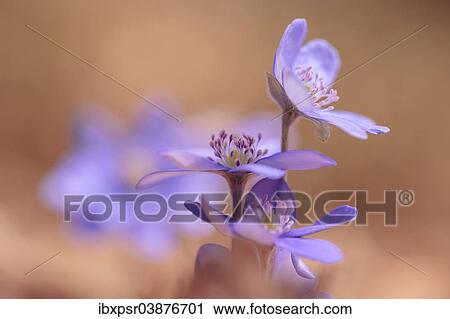 "Hepatica (Hepatica nobilis), Tyrol, Austria, Europe" View Large Photo Image Stock Image - "Hepatica (Hepatica nobilis), Tyrol, Austria, Europe". Fotosearch