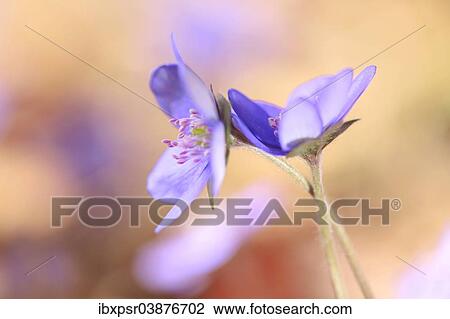 "Hepatica (Hepatica nobilis), Tyrol, Austria, Europe" View Large Photo Image Stock Image - "Hepatica (Hepatica nobilis), Tyrol, Austria, Europe". Fotosearch