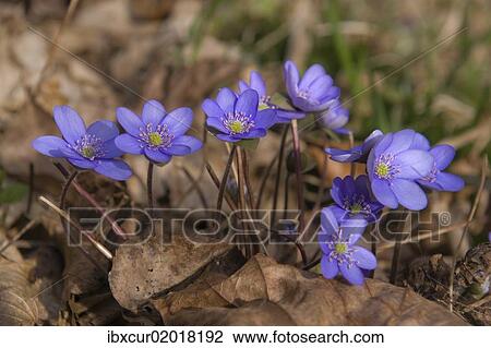 "Hepatica, kidneywort, kidneywort (Hepatica nobilis), Saalehang near Burgk, eastern Thuringia, Germany, Europe" View Large Photo Image Stock Image - "Hepatica, kidneywort, kidneywort (Hepatica nobilis), Saalehang near Burgk, eastern Thuringia, Germany, Europe". Fotosearch