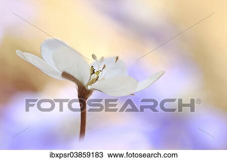 "Hepatica, Liverleaf or Liverwort (Hepatica nobilis), Tyrol, Austria, Europe" View Large Photo Image Stock Image - "Hepatica, Liverleaf or Liverwort (Hepatica nobilis), Tyrol, Austria, Europe". Fotosearch