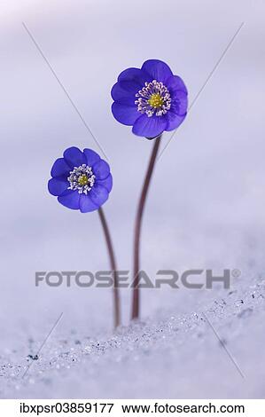 "Hepatica, Liverleaf or Liverwort (Hepatica nobilis) growing in the snow, Tyrol, Austria, Europe" View Large Photo Image Stock Photo - "Hepatica, Liverleaf or Liverwort (Hepatica nobilis) growing in the snow, Tyrol, Austria, Europe". Fotosearch