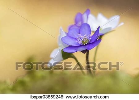 "Hepatica, Liverleaf or Liverwort (Hepatica nobilis), Tyrol, Austria, Europe" View Large Photo Image Stock Photograph - "Hepatica, Liverleaf or Liverwort (Hepatica nobilis), Tyrol, Austria, Europe". Fotosearch