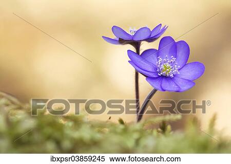 "Hepatica, Liverleaf or Liverwort (Hepatica nobilis), Tyrol, Austria, Europe" View Large Photo Image Stock Photography - "Hepatica, Liverleaf or Liverwort (Hepatica nobilis), Tyrol, Austria, Europe". Fotosearch