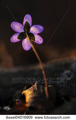 "Hepatica, Liverwort or Liverleaf (Hepatica nobilis, syn. Anemone hepatica) backlit, Germany, Europe" View Large Photo Image Stock Photo - "Hepatica, Liverwort or Liverleaf (Hepatica nobilis, syn. Anemone hepatica) backlit, Germany, Europe". Fotosearch