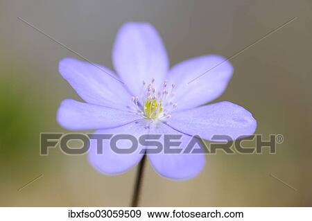 "Hepatica or liverwort (Anemone hepatica syn Hepatica nobilis), flower, Nationalpark Hainich, Thuringia, Germany, Europe" View Large Photo Image Stock Photo - "Hepatica or liverwort (Anemone hepatica syn Hepatica nobilis), flower, Nationalpark Hainich, Thuringia, Germany, Europe". Fotosearch
