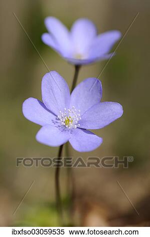 "Hepatica or liverwort (Anemone hepatica syn Hepatica nobilis), flower, Nationalpark Hainich, Thuringia, Germany, Europe" View Large Photo Image Stock Photography - "Hepatica or liverwort (Anemone hepatica syn Hepatica nobilis), flower, Nationalpark Hainich, Thuringia, Germany, Europe". Fotosearch