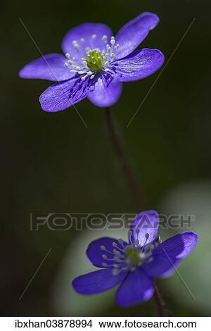 "Hepatica or Liverwort (Hepatica nobilis), Aragon, Spain, Europe" View Large Photo Image Picture - "Hepatica or Liverwort (Hepatica nobilis), Aragon, Spain, Europe". Fotosearch