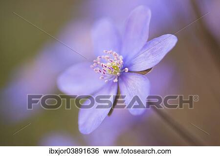 "Hepatica or Liverwort (Hepatica nobilis), Lower Austria, Austria, Europe" View Large Photo Image Stock Photograph - "Hepatica or Liverwort (Hepatica nobilis), Lower Austria, Austria, Europe". Fotosearch