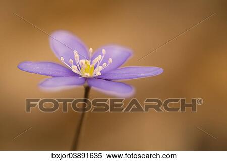 "Hepatica or Liverwort (Hepatica nobilis), Lower Austria, Austria, Europe" View Large Photo Image Stock Photography - "Hepatica or Liverwort (Hepatica nobilis), Lower Austria, Austria, Europe". Fotosearch