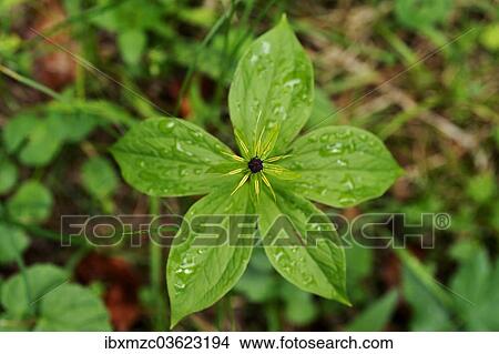 "Herb Paris or True Lover's Knot (Paris quadrifolia), Berchtesgadener Land District, Upper Bavaria, Bavaria, Germany, Europe" View Large Photo Image Picture - "Herb Paris or True Lover's Knot (Paris quadrifolia), Berchtesgadener Land District, Upper Bavaria, Bavaria, Germany, Europe". Fotosearch