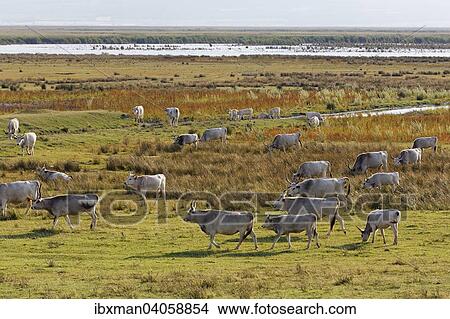 "Herd, Hungarian Grey cattle, Neusiedler See National Park, Seewinkel, Northern Burgenland, Burgenland, Austria, Europe" View Large Photo Image Picture - "Herd, Hungarian Grey cattle, Neusiedler See National Park, Seewinkel, Northern Burgenland, Burgenland, Austria, Europe". Fotosearch