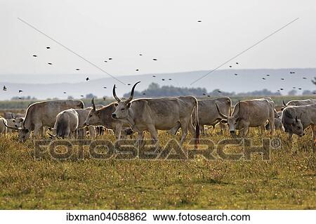 "Herd, Hungarian Grey cattle, Neusiedler See National Park, Seewinkel, Northern Burgenland, Burgenland, Austria, Europe" View Large Photo Image Stock Image - "Herd, Hungarian Grey cattle, Neusiedler See National Park, Seewinkel, Northern Burgenland, Burgenland, Austria, Europe". Fotosearch