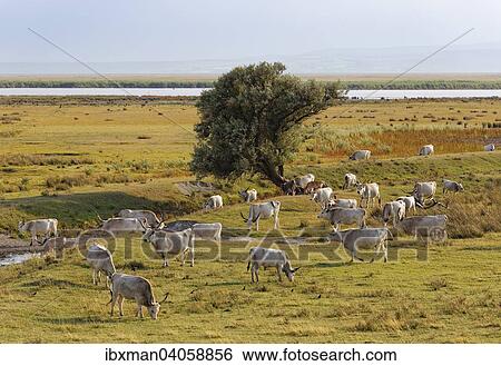 "Herd, Hungarian Grey cattle, Neusiedler See National Park, Seewinkel, Northern Burgenland, Burgenland, Austria, Europe" View Large Photo Image Stock Photograph - "Herd, Hungarian Grey cattle, Neusiedler See National Park, Seewinkel, Northern Burgenland, Burgenland, Austria, Europe". Fotosearch