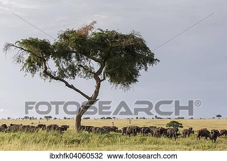 Stock Image - "Herd of African Buffaloes (Syncerus caffer) standing in the shade, Murchinson Falls National Park, Uganda, Africa". Fotosearch