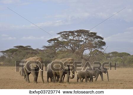 "Herd of African Bush Elephants (Loxodonta africana), Amboseli National Park, Rift Valley Province, Kenya, Africa" View Large Photo Image Picture - "Herd of African Bush Elephants (Loxodonta africana), Amboseli National Park, Rift Valley Province, Kenya, Africa". Fotosearch