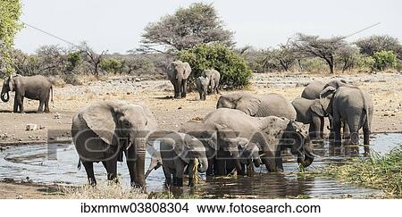 "Herd of African Bush Elephants (Loxodonta africana) standing in the water while drinking, Koinachas Waterhole, Etosha National Park, Namibia, Africa" View Large Photo Image Picture - "Herd of African Bush Elephants (Loxodonta africana) standing in the water while drinking, Koinachas Waterhole, Etosha National Park, Namibia, Africa". Fotosearch