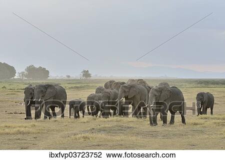 "Herd of African Bush Elephants (Loxodonta africana), Amboseli National Park, Rift Valley Province, Kenya, Africa" View Large Photo Image Stock Image - "Herd of African Bush Elephants (Loxodonta africana), Amboseli National Park, Rift Valley Province, Kenya, Africa". Fotosearch