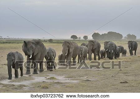 "Herd of African Bush Elephants (Loxodonta africana), Amboseli National Park, Rift Valley Province, Kenya, Africa" View Large Photo Image Stock Image - "Herd of African Bush Elephants (Loxodonta africana), Amboseli National Park, Rift Valley Province, Kenya, Africa". Fotosearch