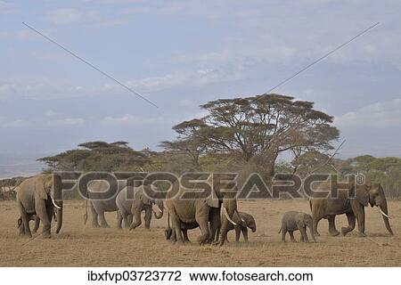 "Herd of African Bush Elephants (Loxodonta africana), Amboseli National Park, Rift Valley Province, Kenya, Africa" View Large Photo Image Stock Image - "Herd of African Bush Elephants (Loxodonta africana), Amboseli National Park, Rift Valley Province, Kenya, Africa". Fotosearch