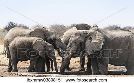 Stock Image - "Herd of African Bush Elephants (Loxodonta africana) drinking at Tsumcor Waterhole, Etosha National Park, Namibia, Africa". Fotosearch