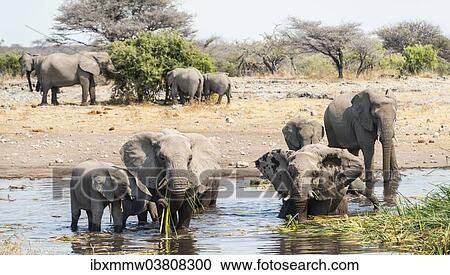 Stock Image - "Herd of African Bush Elephants (Loxodonta africana) standing in the water while drinking, Koinachas Waterhole, Etosha National Park, Namibia, Africa". Fotosearch