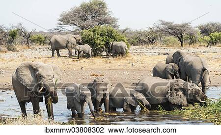 "Herd of African Bush Elephants (Loxodonta africana) standing in the water while drinking, Koinachas Waterhole, Etosha National Park, Namibia, Africa" View Large Photo Image Stock Image - "Herd of African Bush Elephants (Loxodonta africana) standing in the water while drinking, Koinachas Waterhole, Etosha National Park, Namibia, Africa". Fotosearch