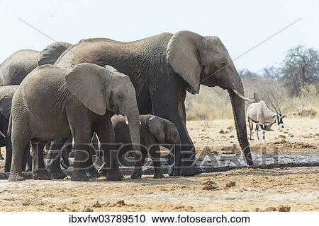 "Herd of African Bush Elephants (Loxodonta africana), drinking, Tsumcor Waterhole, Etosha National Park, Namibia, Africa" View Large Photo Image Stock Image - "Herd of African Bush Elephants (Loxodonta africana), drinking, Tsumcor Waterhole, Etosha National Park, Namibia, Africa". Fotosearch