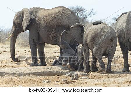 "Herd of African Bush Elephants (Loxodonta africana) at Tsumcor Waterhole, Etosha National Park, Namibia, Africa" View Large Photo Image Stock Image - "Herd of African Bush Elephants (Loxodonta africana) at Tsumcor Waterhole, Etosha National Park, Namibia, Africa". Fotosearch