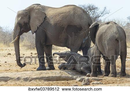 "Herd of African Bush Elephants (Loxodonta africana) at Tsumcor Waterhole, Etosha National Park, Namibia, Africa" View Large Photo Image Stock Image - "Herd of African Bush Elephants (Loxodonta africana) at Tsumcor Waterhole, Etosha National Park, Namibia, Africa". Fotosearch