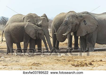 "Herd of African Bush Elephants (Loxodonta africana), drinking, Tsumcor Waterhole, Etosha National Park, Namibia, Africa" View Large Photo Image Stock Image - "Herd of African Bush Elephants (Loxodonta africana), drinking, Tsumcor Waterhole, Etosha National Park, Namibia, Africa". Fotosearch