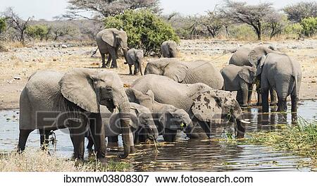 Stock Photo - "Herd of African Bush Elephants (Loxodonta africana) standing in the water while drinking, Koinachas Waterhole, Etosha National Park, Namibia, Africa". Fotosearch