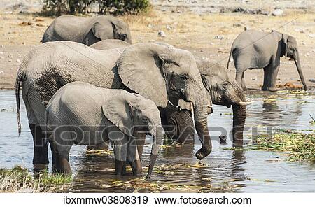 "Herd of African Bush Elephants (Loxodonta africana) standing in the water while drinking, Koinachas Waterhole, Etosha National Park, Namibia, Africa" View Large Photo Image Stock Photo - "Herd of African Bush Elephants (Loxodonta africana) standing in the water while drinking, Koinachas Waterhole, Etosha National Park, Namibia, Africa". Fotosearch