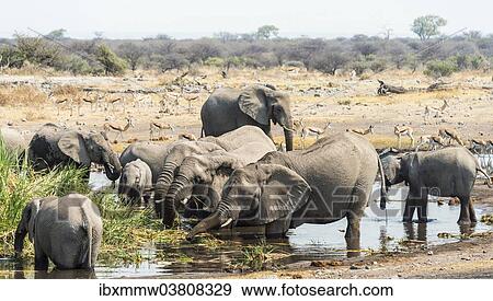 Stock Photo - "Herd of African Bush Elephants (Loxodonta africana) drinking at Koinachas Waterhole, Etosha National Park, Namibia, Africa". Fotosearch