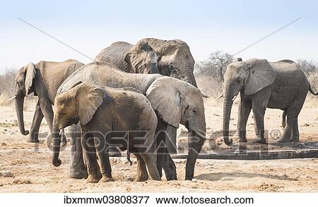 Stock Photo - "Herd of African Bush Elephants (Loxodonta africana), Tsumcor Waterhole, Etosha National Park, Namibia, Africa". Fotosearch