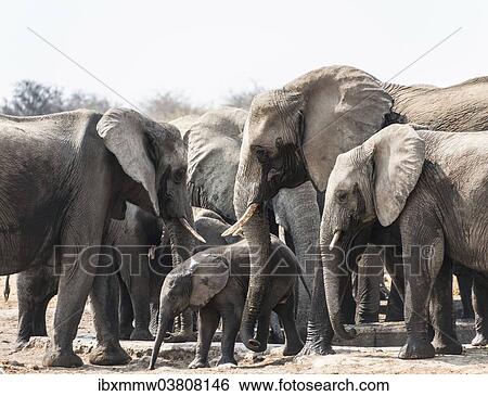 "Herd of African Bush Elephants (Loxodonta africana) drinking at Tsumcor Waterhole, Etosha National Park, Namibia, Africa" View Large Photo Image Stock Photograph - "Herd of African Bush Elephants (Loxodonta africana) drinking at Tsumcor Waterhole, Etosha National Park, Namibia, Africa". Fotosearch