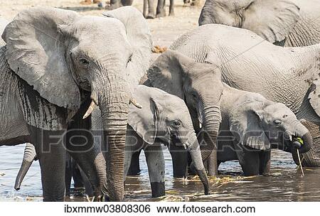 "Herd of African Bush Elephants (Loxodonta africana) standing in the water while drinking, Koinachas Waterhole, Etosha National Park, Namibia, Africa" View Large Photo Image Stock Photograph - "Herd of African Bush Elephants (Loxodonta africana) standing in the water while drinking, Koinachas Waterhole, Etosha National Park, Namibia, Africa". Fotosearch