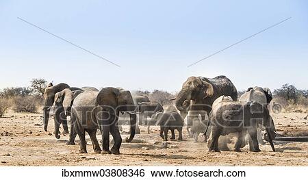 Stock Photograph - "Herd of African Bush Elephants (Loxodonta africana), Tsumcor Waterhole, Etosha National Park, Namibia, Africa". Fotosearch